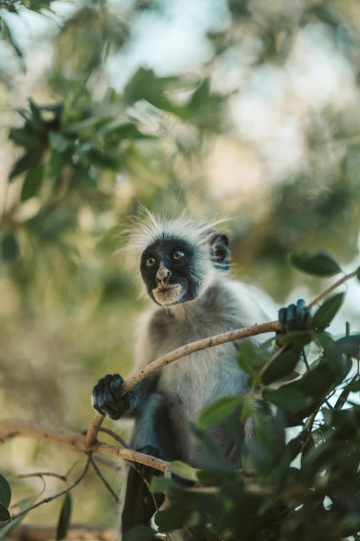 Maziku Tours & Safaris