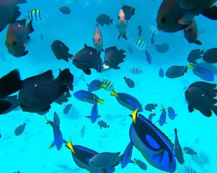 Dolphin Tour & Snorkeling